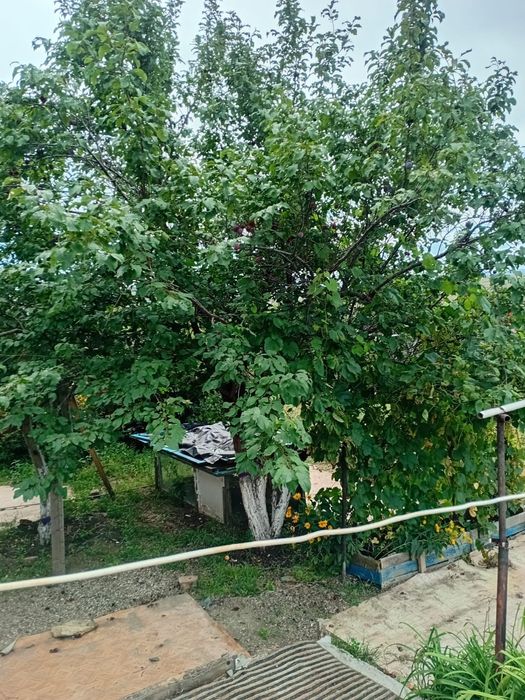 Продам дачу садовый кооператив Природа