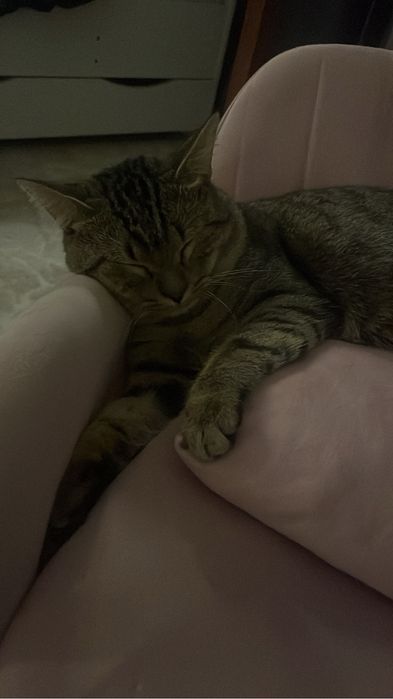 Отдам кота в хорошие руки