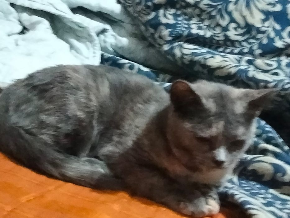 Отдам в хорошие руки девочка