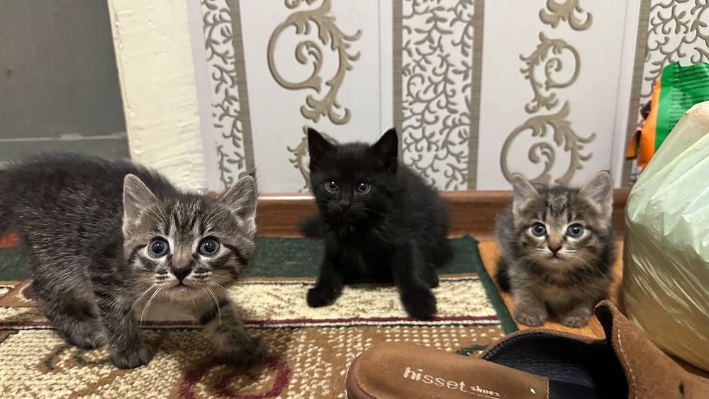 Котята, домашние, для пристройства, 1,5 месяца