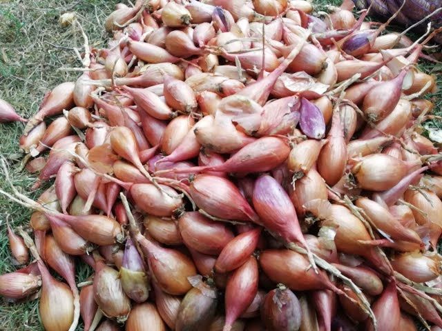 Сороказубка                    .