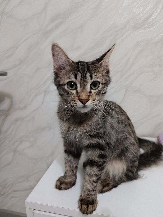 Умные котята в добрые руки