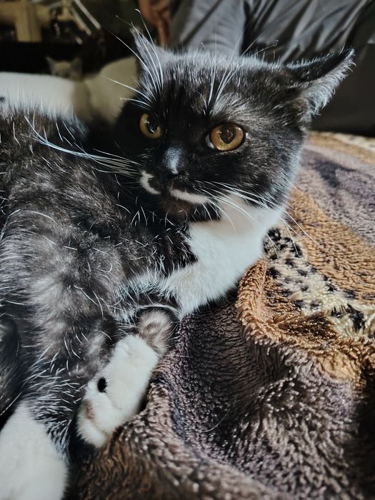 Красотка в добрые ручки!!!