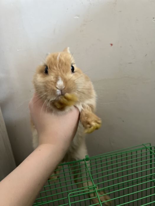 Quyon sotiladi uyda boqiladigan parodyali bonuslari ham bor