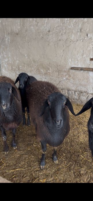 Tojikiston xisori katta qo’ylari sotiladi