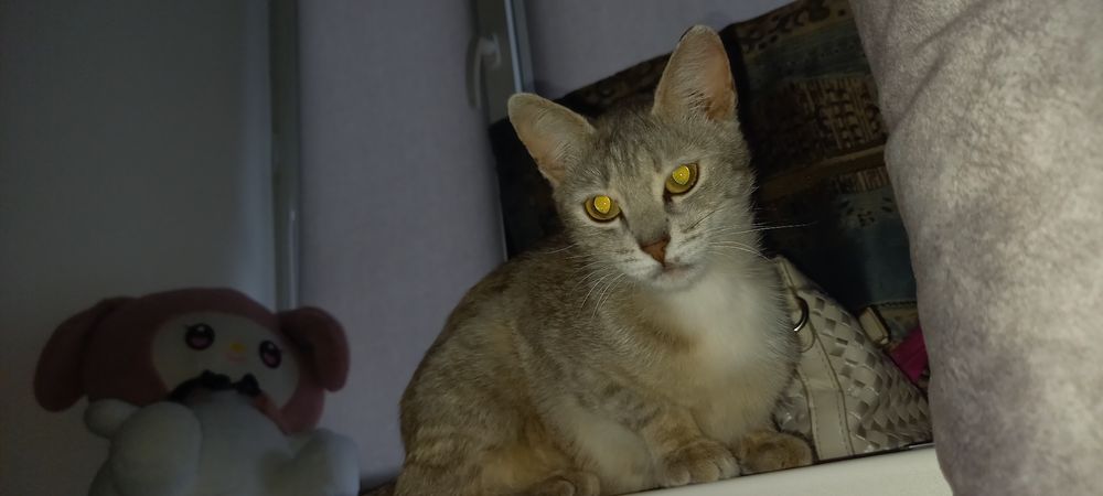 Кошка  молодая мышеловкаа