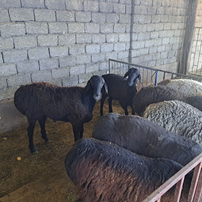 Семиз кошкар койлар