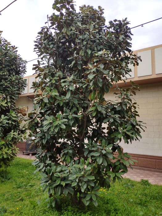 Magnoliya sotiladi