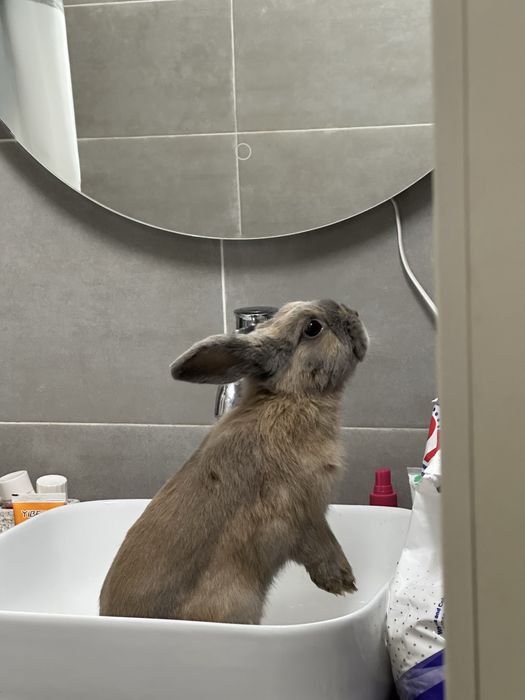 Продам кролика очень милый