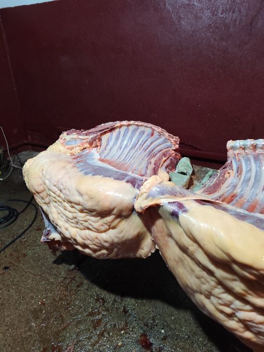 Согым ет жылкы ет