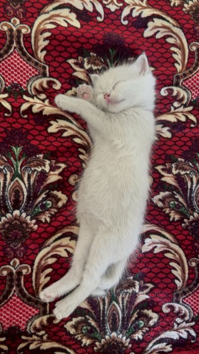 Котенок мальчик 3 недели