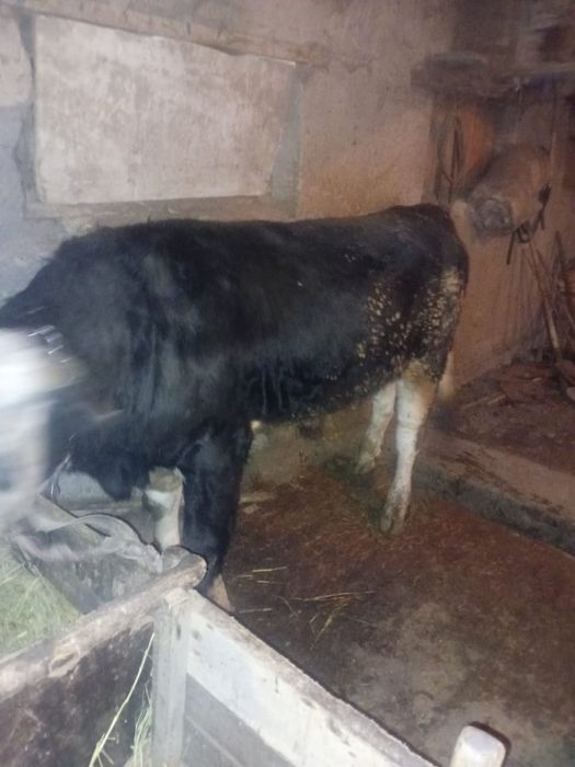 Продаются быки 2 годовалые