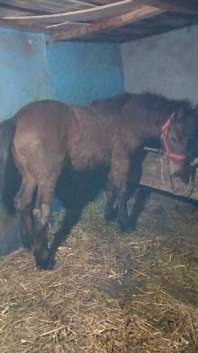 Vând mânz de 7 luni