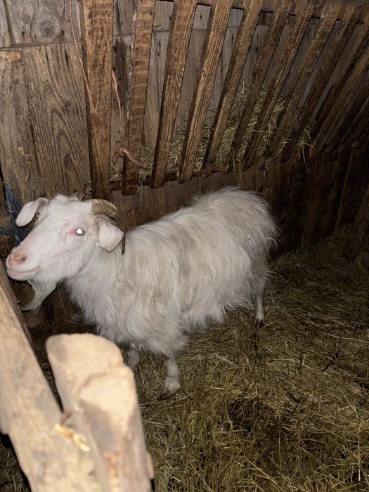 Cpre tinere si Tap La Mancha