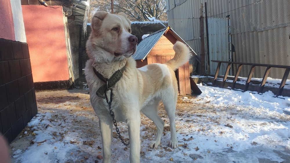 Продам кабеля боицовых кровей