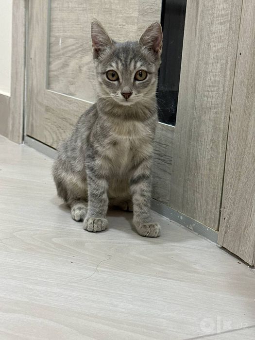 Отдаю котят в добрые руки