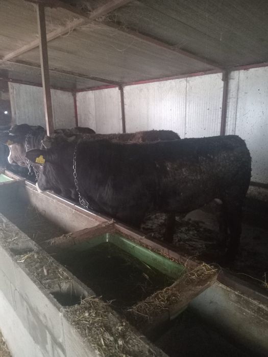 Vand 10 tauri si 2 junci