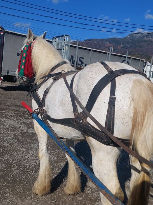 De vânzare iapa de 8 ani