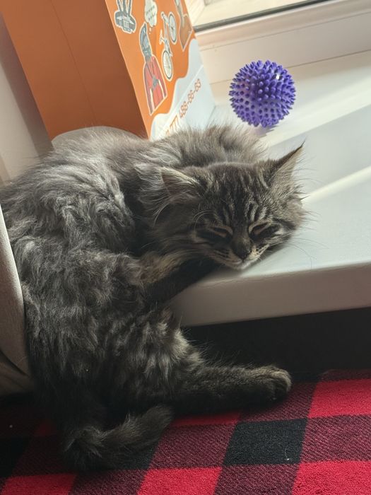 Срочно отдаем котенка в хорошие руки