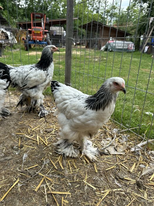 Disponibile perechi/ familii brahma herminat deschis tineret