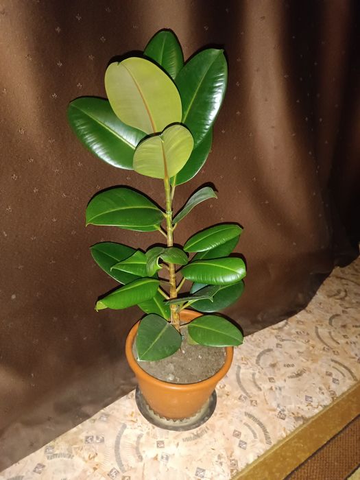 Продам Фикус. Город Костанай