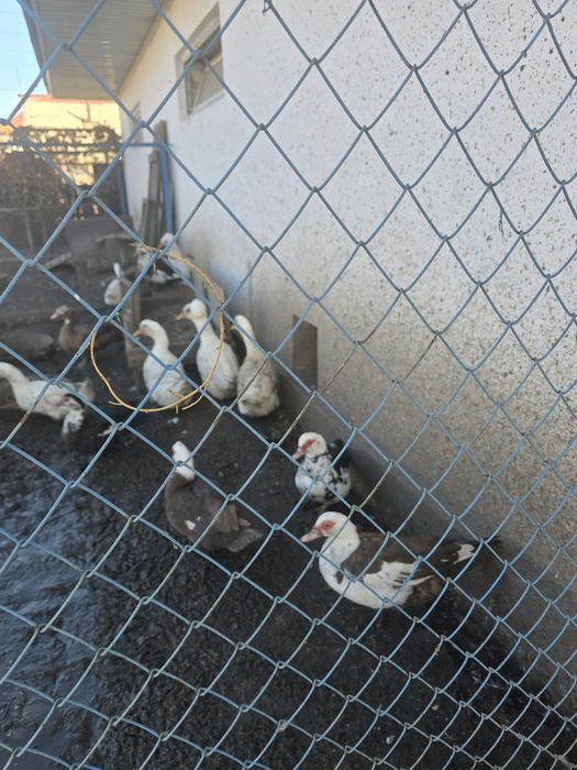 Продам уток 8- месяцев