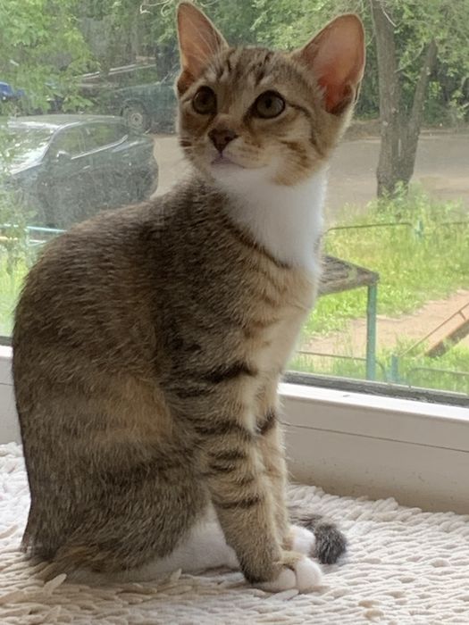 Котята бесплатно добрым людям
