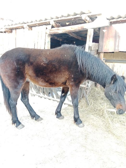 Продам лошадь 4 летка