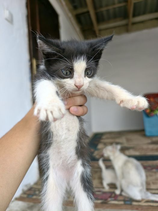 Котята для добрых рук