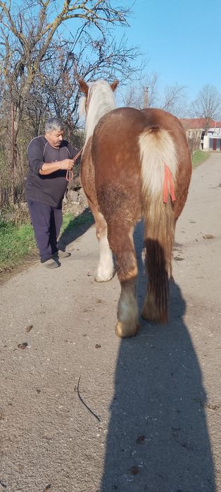 De vânzare o mânză