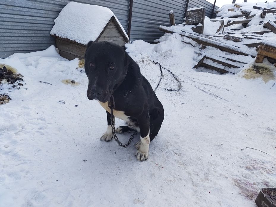 Продается алабай