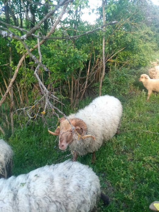Berbeci tigăi ruginii