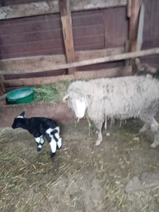 Продам баран с ягненком