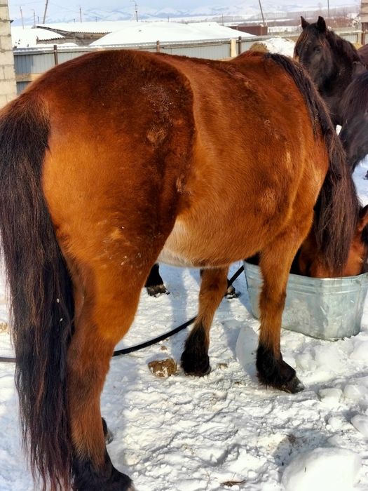 Кобылы с откорма 5-6 летки