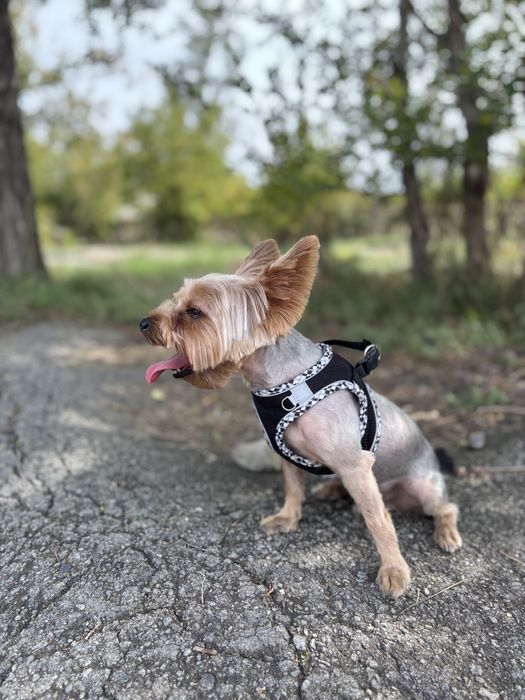 Йорк ищет невесту