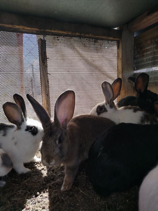 Продам кроликов самцы.