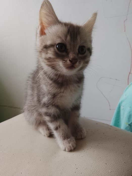Котята в добрые руки бесплатно