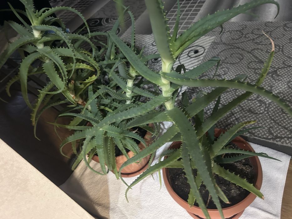 Алоэ 5 лет, 2 шт