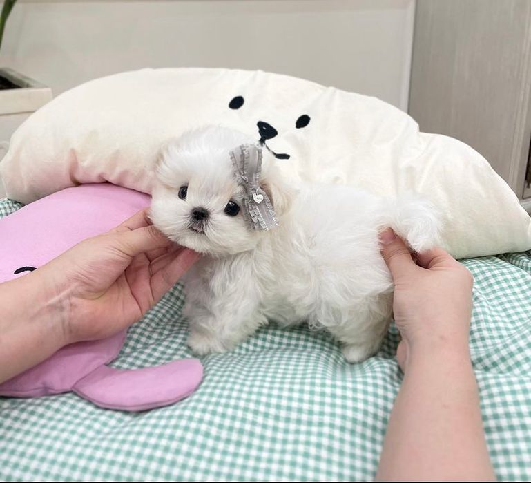 Bichon Maltez Mini Toy