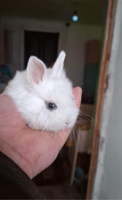 Отдам кролика в добрые руки. Девочка 1,5 мес. Всё включено!