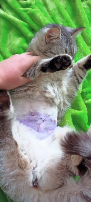 Стерилизованая милашка Китти