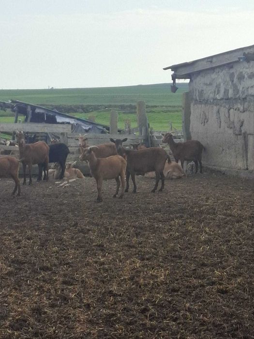 Vand capre alpina franceza si murciano