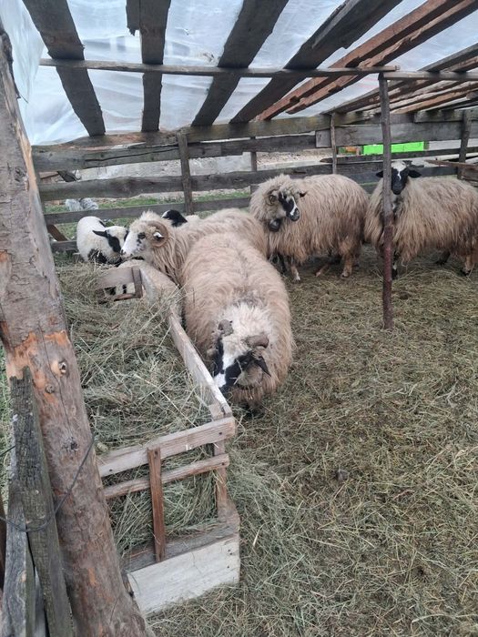 Oi cu miei de vânzare