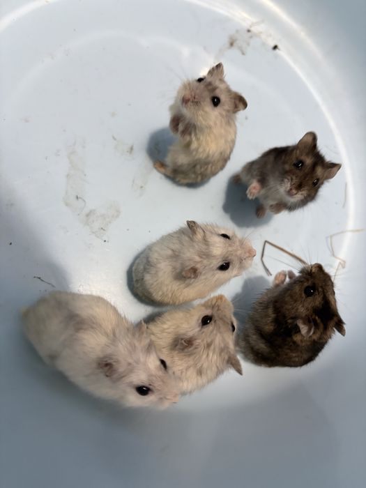 Hamsteri ruseşti