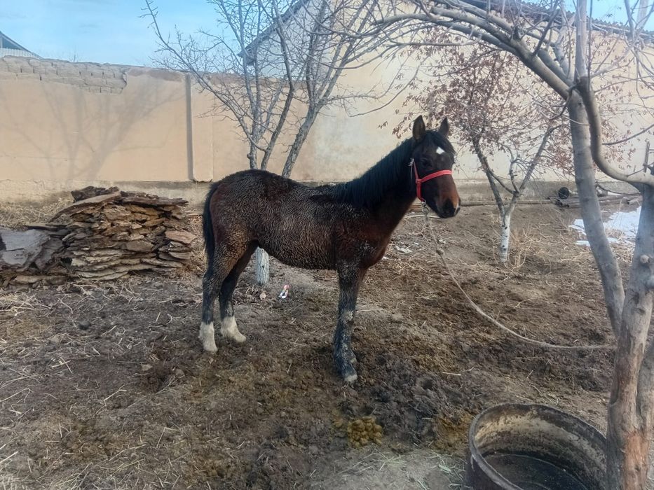 Жабағы бар сатылады.