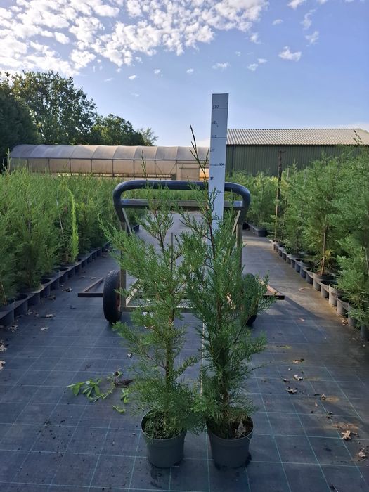 PLANTE ORNAMENTALE DE VÂNZARE  TUIA - Smarald, Barabant, Leylandi,Laur englezesc, Magnoli