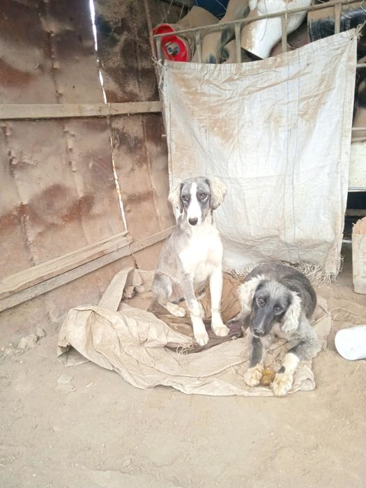 Тазы күшік 6айлық ұрғашы сатылпдыы