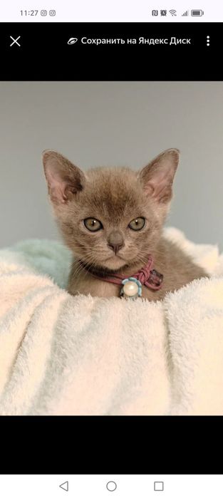 Котята европейской бурмы