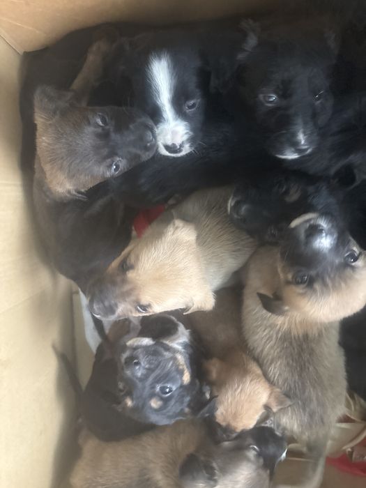 Щенки бесплатно в добрые руки