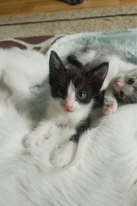 Маленькие котята ищут свой дом